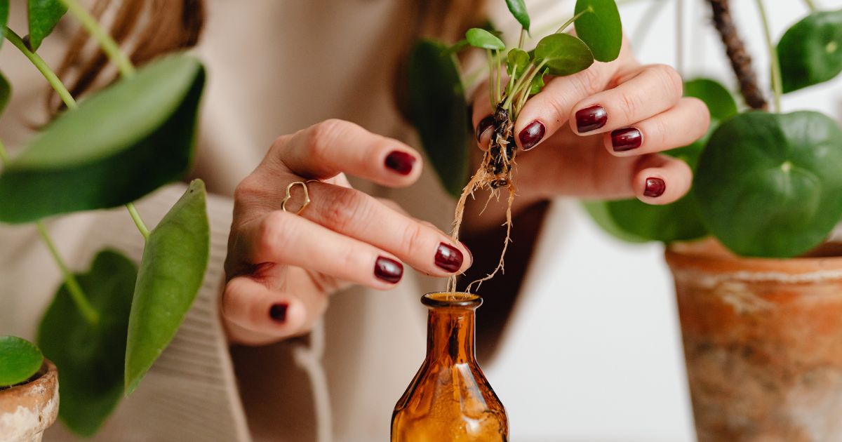 Conexão com a Natureza blog costtama